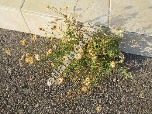 Phagnalon graecum subsp. ginzbergeri Pign. (Phagnalon graecum Boiss. et Held., Phagnalon rupestre subsp. graecum, Conyza graeca Nym.)