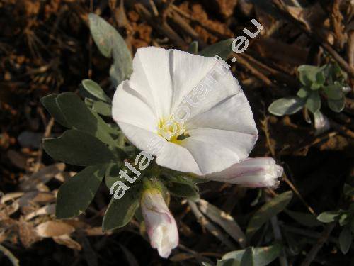 Convolvulus cneorum L. (Convolvulus argenteus Lam.)
