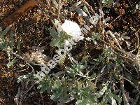 Convolvulus cneorum L. (Convolvulus argenteus Lam.)