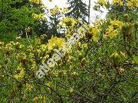Rhododendron luteum Sweet. (Rhododendron aureum, Rhododendron  flavum (Hoffm.) Don., Azalea pontica L.)