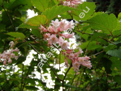 Neillia sinensis (Neillia sinensis Oliv.)