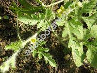 Citrullus lanatus (Thunb.) Matsumura et Nakai (Citrullus vulgaris Schrad., Momordica lanata, Cucurbita citrullus)
