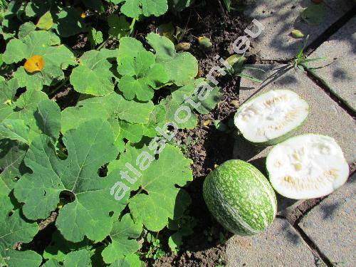 Cucurbita ficifolia (Cucurbita ficifolia Bouch�)