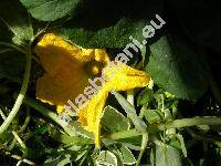 Cucurbita ficifolia (Cucurbita ficifolia Bouch�)