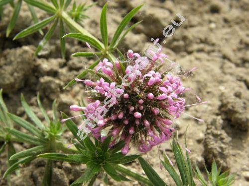 Phuopsis stylosa (Trin.) Jacks (Asperula ciliata Moench, Crucianella stylosa Trin.)