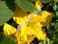 Cucurbita pepo L. 'Olga' (Cucurbita pepo var. oleifera)