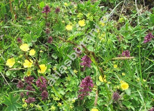 Pedicularis verticillata L.