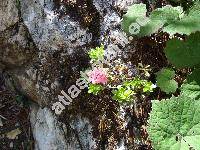 Rhododendron hirsutum L. (Azalea)