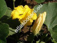 Cucurbita maxima Duch.