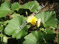 Cucurbita maxima Duch.
