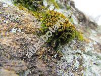 Ulota crispa (Hedw.) Brid. (Ulota intermedia Schimp., Rhizomnium punctatum, Ulota bruchii)
