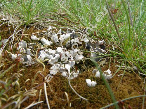 Peltigera polydactyla (Neck.) Hoffm. (Peltigera canina var. polydactylon, Lichen polydactylus Neck.)