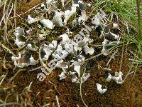 Peltigera polydactyla (Neck.) Hoffm. (Peltigera canina var. polydactylon, Lichen polydactylus Neck.)