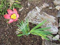 Sparaxis 'Mix' (Streptanthera lineata (Sweet) Klatt, Sparaxis tricolor (Schneev.) Ker Gawl.)