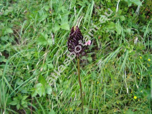 Phyteuma ovatum Honck. (Phyteuma nigrum)