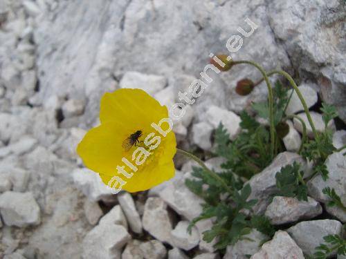 Papaver aurantiacum Lois. (Papaver alpinum var. aurantiacum (Lois.) Bock)