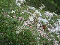 Potentilla nitida L. (Potentilla nitida (L.) Crantz)