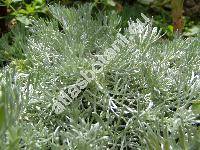 Artemisia schmidtiana Max. (Artemisia lanata, Artemisia mutellina)