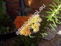 Rhodiola linearifolia Bor. (Sedum linearifolium Roy.)