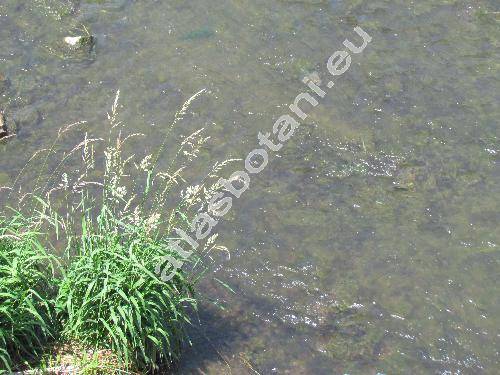 Phalaris arundinacea L.