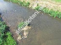 Phalaris arundinacea L.