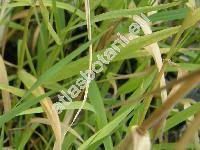 Phalaris arundinacea L.