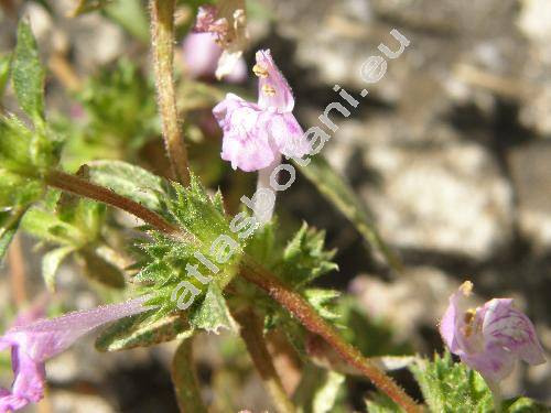 Galeopsis ladanum L. (Lamium ladanum (L.) Crantz, Tetrahit ladanum (L.) Moench, Ladanella ladanum L.)