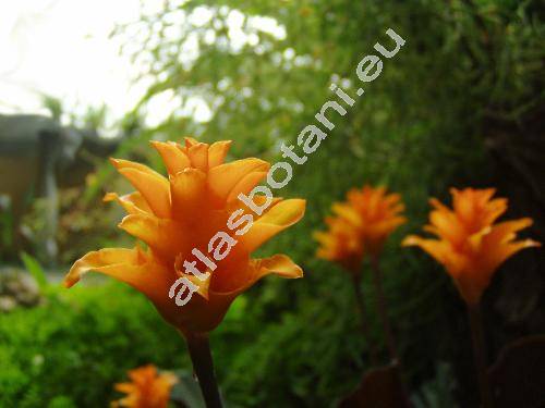 Calathea crocata 'Tassmania' (Calathea crocata Morr. et Jor., Maranta)
