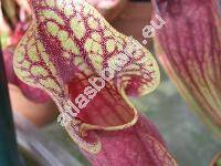 Sarracenia purpurea L.