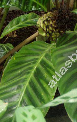 Calathea zebrina (Sims) Lindl. (Maranta zebrina Sims)