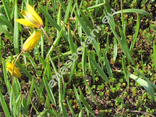 Tulipa sylvestris L. (Tulipa silvestris L.)