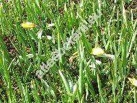 Tulipa sylvestris L. (Tulipa silvestris L.)
