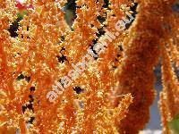 Amaranthus 'Golden Giant'