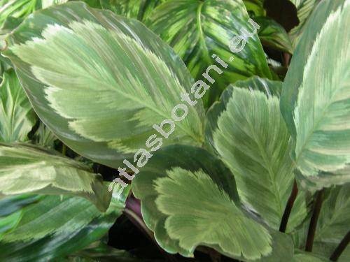 Calathea picturata 'Argentea' (Calathea picturata Koch et Lind., Maranta)