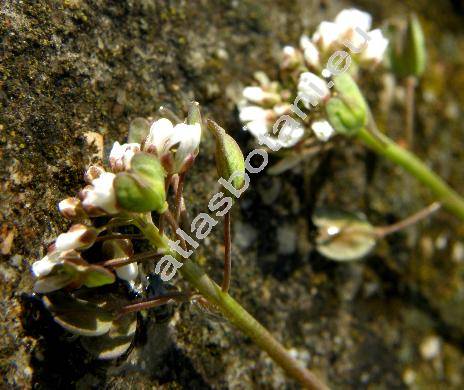 Thlaspi perfoliatum L. (Microthlaspi perfoliatum (L.) F. K. Meyer)