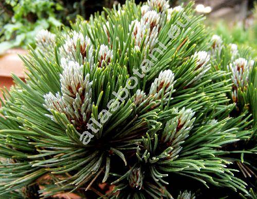 Pinus leucodermis 'Schmidtii' (Pinus leucodermis 'Schmithii', Pinus leucodermis 'Pygmaea', Pinus heldreichii Christ, Pinus heldreichii subsp. leucodermis (Ant.) Murr.)