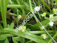 Allium paradoxum (Bieb.) Don (Scilla paradoxa Bieb., Allium opizii Wolfner)