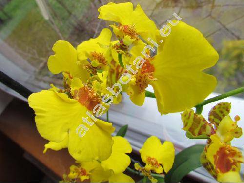 Oncidium 'Lady Orchid'