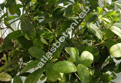 Cissus digitata (Forssk.) Lam. (Rhoicissus digitata (L. f.) Gilg et Brandt)