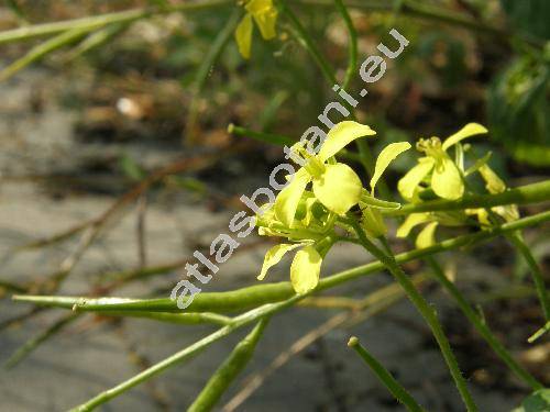 Sinapis arvensis L. (Brassica arvensis (L.) Rab., Raphanus arvensis (L.) Crantz)
