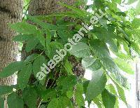 Fraxinus americana L. (Leptalix alba (Marsch.) Raf., Calycomelia acuminata (Lam.) Kost.)