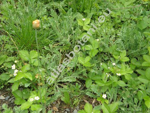 Papaver rupifragum var. atlanticum (Papaver atlanticum)