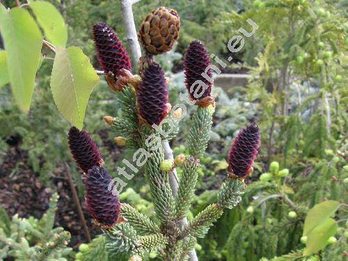 Picea mariana 'Doumetii'