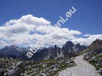 Potentilla nitida L. (Potentilla nitida (L.) Crantz)