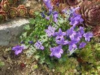 Campanula portenschlagiana Roem. et Schult. (Campanula muralis Port. ex A. DC.)