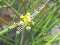 Euphorbia tirucalli L. (Euphorbia media, Euphorbia rhipsalioides Lem., Euphorbia scoparia, Tithymalus)