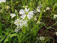 Stellaria holostea L.