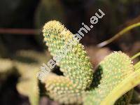 Opuntia microdasys (Opuntia microdasys (Lehm.) Pfeiff.)