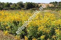 Solidago canadensis L.