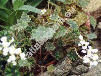 Begonia boweri 'Tiger'